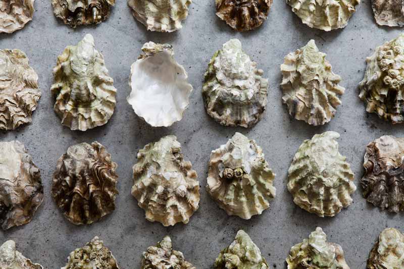 oesters